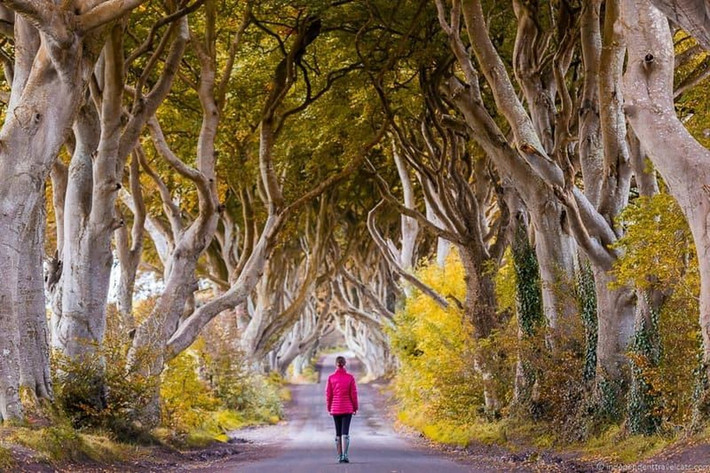 Con đường Dark Hedges ở Bắc Ireland: Đây là một trong những con đường đẹp nhất thế giới, được check in rất nhiều trên Instagram. Với hàng cây cổ thụ có tuổi đời lên đến hàng trăm năm, cảnh đẹp ở đường Dark Hedges như cổ tích giữa đời thực.