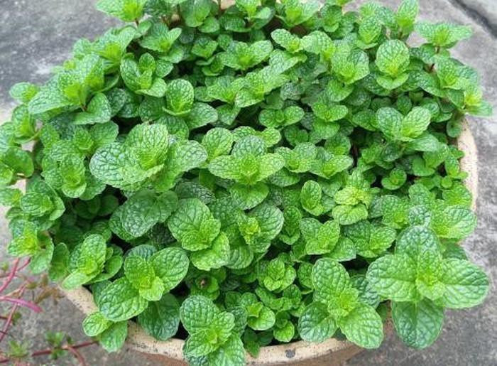 Bạc hà: Là loại thảo mộc có tinh dầu, có mùi thơm dịu, có tác dụng làm dịu các bệnh về đường hô hấp như ho, cảm lạnh, viêm họng, xoang hữu ích.