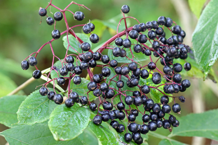 3. Quả cơm cháy đen (Elderberry) là loại quả có nhiều lợi ích cho sức khỏe và được sử dụng khá phổ biến trong các loại mứt, rượu vang và trà. Tuy nhiên, hạt và lá của cây cơm cháy lại rất độc và chứa nồng độ glycoside gây chết người. Nếu không sơ chế đúng cách, quả cơm cháy có thể gây buồn nôn, hôn mê và thậm chí gây tử vong.