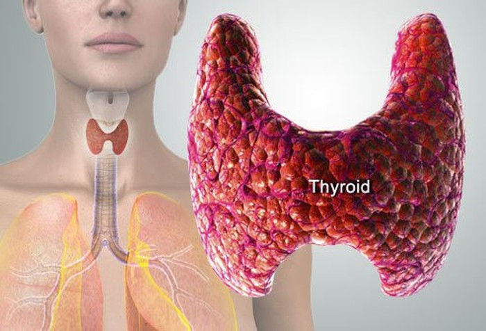 Tuyến giáp nằm ở vùng cổ, chi phối sự tăng trưởng, phát triển, trao đổi chất và các chức năng khác. Cắt bỏ toàn bộ tuyến giáp không ảnh hưởng nhiều đến sức khỏe của bạn.