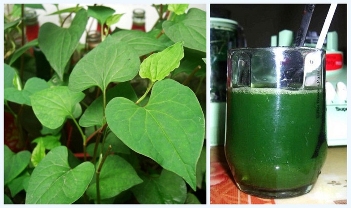 Giã rau diếp cá sau đó chắt lấy nước ngậm cũng giảm và chữa nhiệt miệng . Vì rau diếp cá vốn được biết đến là có tính mát, tính kháng khuẩn sát trùng rất tốt.
