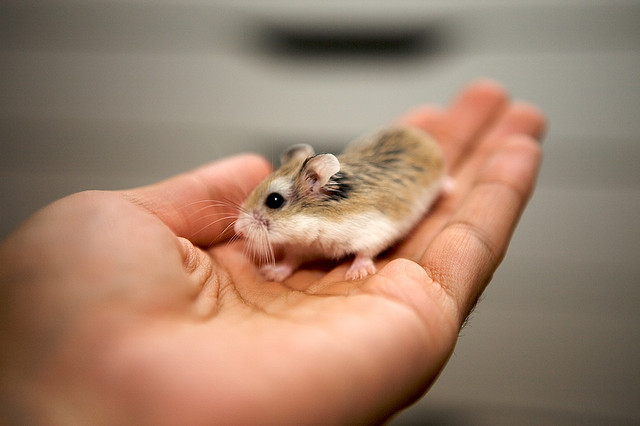 Nhiều người thường nuôi chuột Hamster những không biết rằng loài vật này sẽ truyền bệnh lymphocytic choriomeningitis một dạng viêm não gây ra do virus rất nguy hiểm có thể khiến bạn tử vong. Nguồn ảnh: Khoa học ứng dụng, Khoahoc.tv.