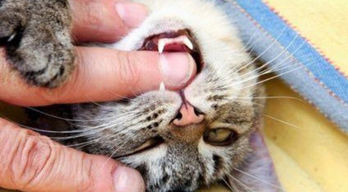 Chó mèo thường có bọ chét nếu bị những con vật cưng này cào gây ra vết xước trên da, bạn có thể sẽ nhiễm vi khuẩn Bartonella henselae. Bệnh này có thể gây sốt, phình các hạch bạch huyết trong cơ thể khá nguy hiểm.