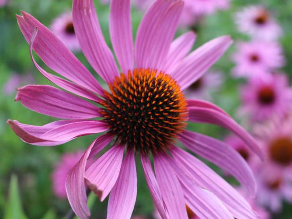 Hoa cúc Echinacea: Loại cây này được biết đến như một máy lọc máy giúp tiêu diệt virus cúm và hỗ trợ cơ thể diệt virus cúm hiệu quả hơn hẳn.