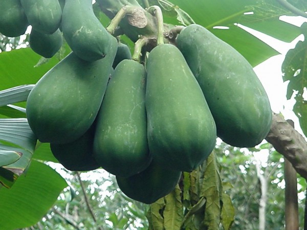 Ngoài ra, quả đu đủ xanh còn là nguyên liệu quan trọng trọng bài thuốc dân gian chữa đau khớp, chữa rắn cắn và chữa ho theo dân gian.