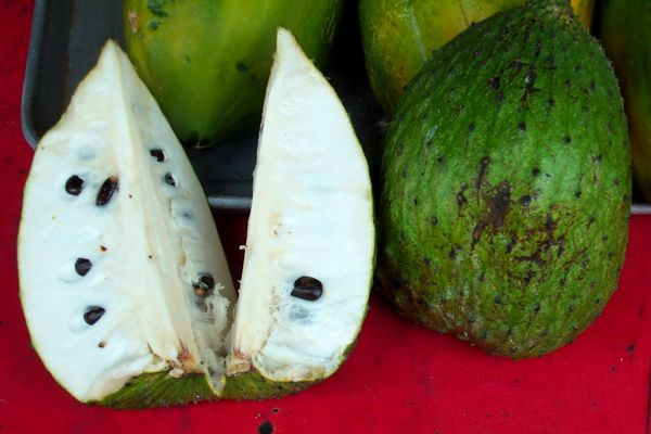 Trong đông y, quả mãng cầu xiêm xanh phơi khô tán bột còn được dùng để trị kiết lỵ và sốt rét.