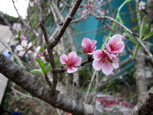 Chữa bệnh từ hoa đào rừng: Theo Đông y hoa đào có vị đắng, tính bình, không độc. Hoa đào được dùng để chữa thủy thũng, cước khí, đàm ẩm, tích trệ, đại tiểu tiện bất lợi, kinh bế, đau vùng tim, mụn nhọt…Ngoài ra, hoa đào còn được dùng để làm đẹp rất hiệu quả.