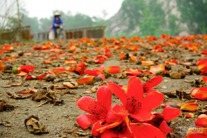 Chữa bệnh bằng hoa gạo: Theo Đông y, vỏ thân cây hoa gạo có vị cay, tính bình, thường dùng để chữa các chứng bệnh như viêm loét dạ dày, tiêu chảy, viêm đau khớp, chấn thương bong gân, gãy xương...
