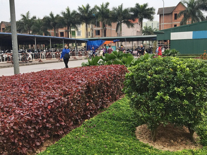 Khu vực nhà để xe cũng được trồng và cắt tỉa cây đẹp mắt.