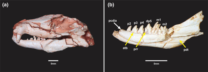 Với niên đại 225 triệu năm tuổi, các phần hài cốt hóa thạch của Brasilodon quadrangularis lâu đời hơn 20 triệu năm so với loài động vật có vú cổ đại từng giữ kỷ lục trước đó là Morganucodon.