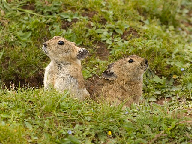 Thỏ Ili pikas có tên khoa học là Ochotona iliensis thuộc bộ thỏ và hiện chỉ được tìm thấy ở Trung Quốc. Chúng còn được gọi là "thỏ ma thuật".