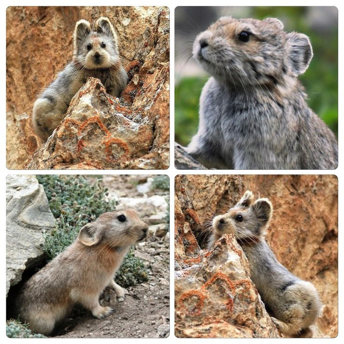 Thỏ Ili pikas phân bố nhiều ở vùng núi Thiên Sơn, Tân Cương, Trung Quốc. Loài này bị đe dọa bởi nhiều động vật ăn thịt như cáo, chồn, chim...