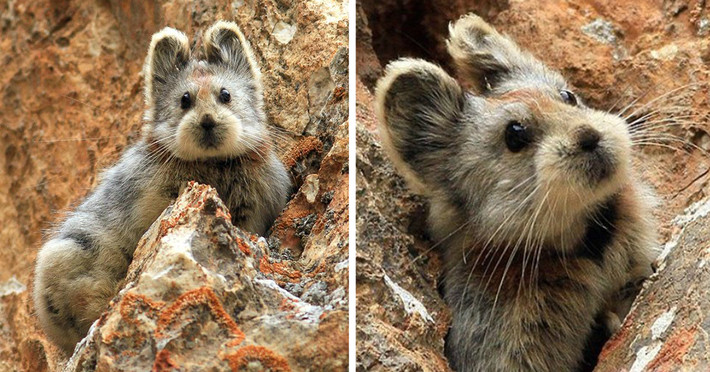 Thỏ Ili pika thường tranh thủ kiếm ăn vào mùa Hè để dự trữ thức ăn cho mùa Đông buốt giá. Theo nghiên cứu của các nhà khoa học, một con thỏ Ili pika sẽ thực hiện khoảng 10.000 chuyến kiếm ăn trong mùa Hè để tích được 25 kg lương thực dùng trong những tháng lạnh giá.