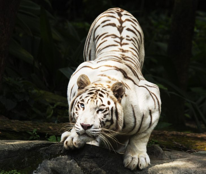 Hổ trắng Bengal có màu sắc độc đáo khác với các loài hổ khác trong tự nhiên là do thiếu sắc tố pheomelanin nâu đỏ. Trong khi đó, màu lông của những cá thể hổ Bengal thông thường có màu cam. Theo các chuyên gia, hổ trắng Bengal lớn nhanh hơn và nặng hơn hổ Bengal thông thường.