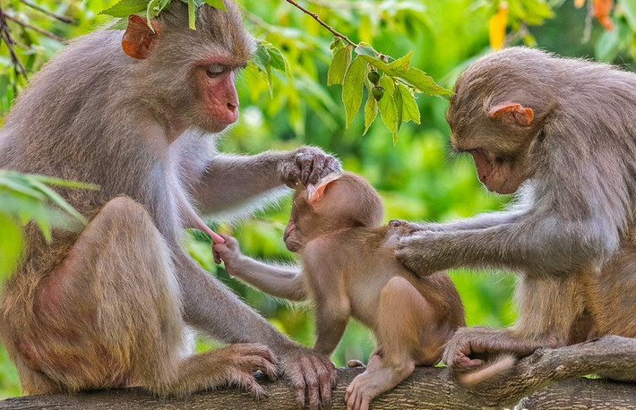 Khỉ vàng (tên khoa học là Macaca mulatta) thuộc nhóm IIB trong danh mục động vật rừng nguy cấp, quý hiếm. Trong Sách Đỏ Việt Nam (2007), khỉ vàng được xếp ở cấp độ LR (lower risk) - bậc ít nguy cấp. Loài khỉ này hoạt động kiếm ăn vào ban ngày, phạm vi hoạt động cả dưới đất lẫn trên cây. Thức ăn chủ yếu của chúng là các loại quả, hạt, lá cây...