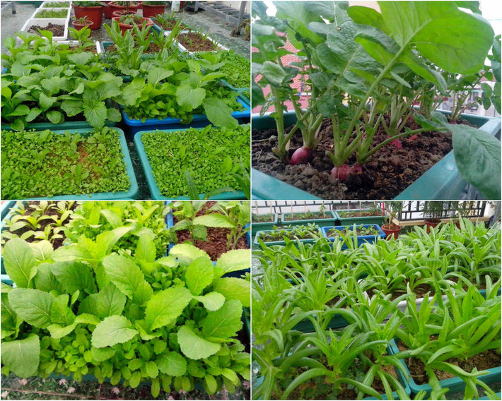 Anh Vũ Văn Ngọc (35 tuổi, Hải Phòng) đã chi một số tiền không nhỏ để “hô biến” khu ban công sân thượng thành vườn rau xanh mướt.