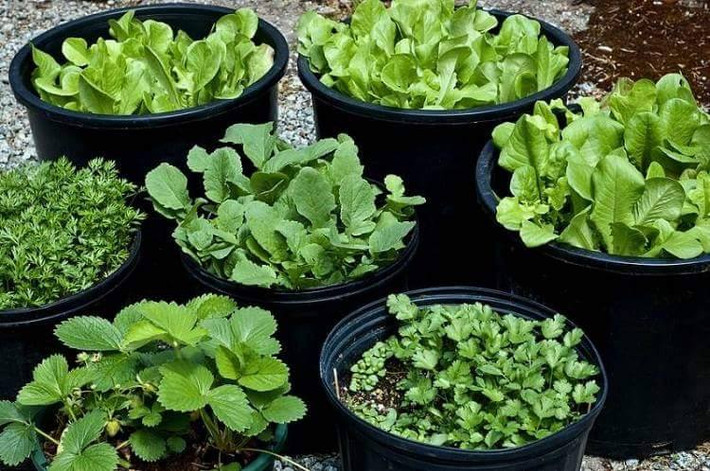Dù công việc khá bận rộn, nhưng anh Huy vẫn luôn dành thời gian rảnh rỗi mỗi ngày để chăm vựa rau xanh tốt trên sân thượng với đa dạng chủng loại.