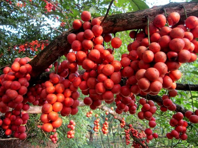 Dâu rừng là một trong những loại cây ăn quả thường cho trái sai trĩu, mọc chủ yếu ở vùng núi, trung du nhiều tỉnh miền Trung. Tuy cùng họ với bòn bon, nhưng dâu rừng khi chín có màu đỏ rực, được biết đến nhiều nhất ở vùng rừng núi của Quảng Nam.