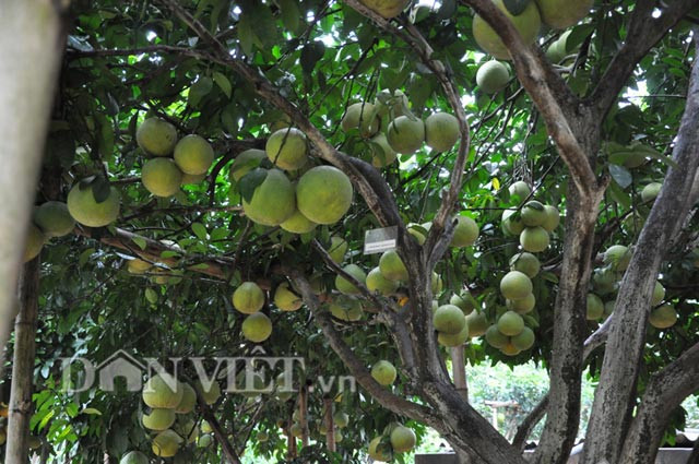 Cây bưởi ra 800 quả: Cây bưởi của ông Trần Hùng (81 tuổi, ở huyện Tân Lạc, Hòa Bình) dù chỉ rộng hơn 6m tán nhưng có tận trên 800 quả.