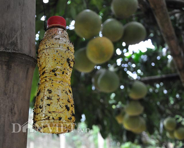 Thay vì dùng thuốc trừ sâu để phun, ông Hùng thường tận dụng các loại chai, lọ bỏ đi để bắt sâu, bọ cho cây bưởi.