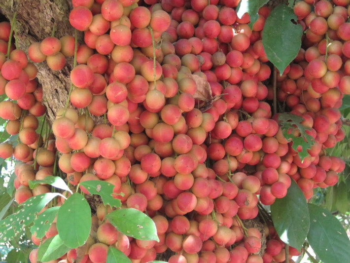 Giống cây này đôi khi ra trái như những chùm nho chín đỏ, lủng lẳng trên cành, lúc lại mọc chi chít ở thân cây như sung bám.