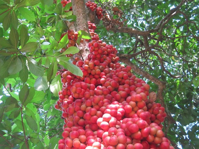Quả dâu rừng phát triển từ thân cây và chuyển màu khi tiết trời bắt đầu sang đông.
