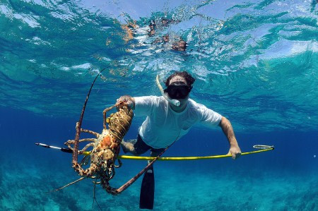 Lặn bắt tôm hùm là công việc mang về khoản thu nhập chính cho nhiều thợ lặn nhưng nó cũng tiềm ẩn nhiều mối nguy hiểm như có thể mất mạng hoặc bị liệt... trong lúc lao động.