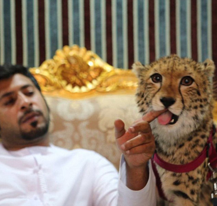 Theo tờ The Sun, đại gia Trung Đông Abdulla Albuqaish sống tại Dubai, sở hữu tài khoản mạng xã hội gồm hơn 859.000 người theo dõi nhờ những bức ảnh khoe cuộc sống giàu sang và đàn thú cưng dữ dằn.