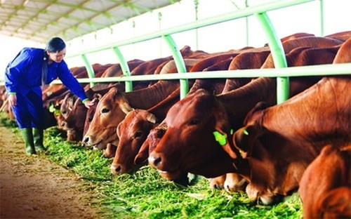 Ngoài ra, tỉnh Gia Lai còn ra quyết định thu hồi 5,9ha đất của HAGL cho CTCP Bò sữa Tây Nguyên thuê để thực hiện dự án xây dựng khu thực nghiệm nuôi bò tại xã Gào (Pleiku, Gia Lai). Nguyên nhân thu hồi đất là do nhà đầu tư quyết định chấm dứt hoạt động của dự án. Ảnh: Trang trại bò Hoàng Anh Gia Lai.