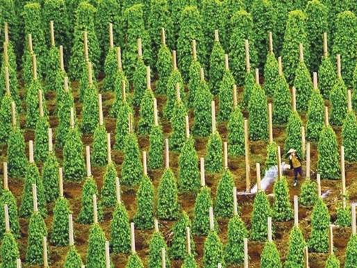 Số đất trên do UBND tỉnh Gia Lai cấp cho tập đoàn HAGL do ông Đoàn Nguyên Đức (bầu Đức) làm Chủ tịch HĐQT từ tháng 2/2001. Hiện, khu đất này đang thực hiện dự án trồng tiêu của bầu Đức. Ngày 11/5, Công ty Nông nghiệp NUTI có đơn đề nghị thuê đất và đến ngày 23/5 được UBND tỉnh Gia Lai chấp thuận.