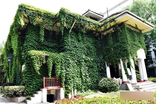 Trường đại học phủ cây xanh thực sự là nguồn cảm hứng cho các sinh viên và giảng viên học tập, trao đổi kiến thức.