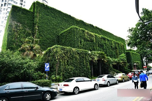 Dây leo xanh tươi phủ kín các mặt tiền của tòa nhà tại Đại học Nam Kinh ở thành phố Nam Kinh, tỉnh Giang Tô, Trung Quốc.