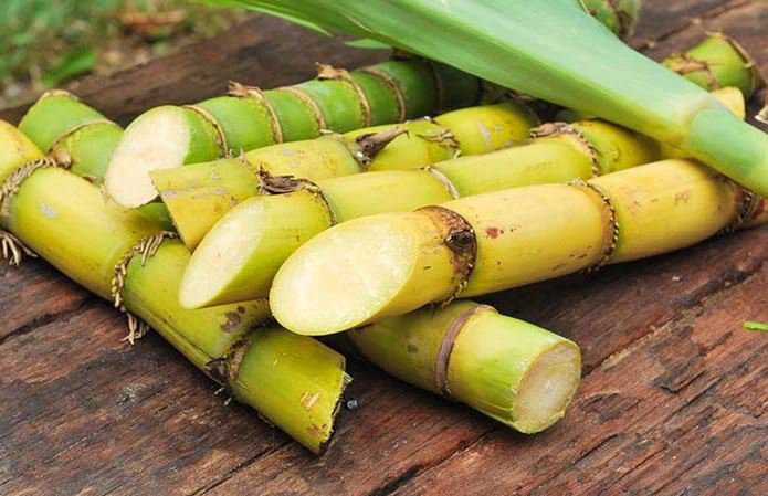 Đồng thời, loại cây này có chứa nhiều loại axit amin, vitamin B1 / B2, cacbohydrat và các nguyên tố vi lượng phong phú có lợi cho cơ thể con người. Ăn mía thường xuyên có thể bổ sung dinh dưỡng cho cơ thể một cách hiệu quả và giúp tăng cường khả năng miễn dịch.