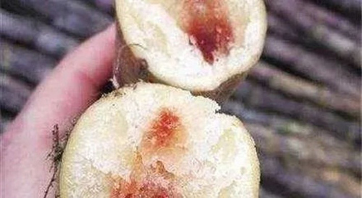 Do nhiệt độ bắt đầu tăng cao trong khoảng thời gian này, mía rất dễ bị nấm mốc. Mía bị nấm mốc sẽ chuyển sang màu đỏ, thường được gọi là mía tim đen, mía lòng đỏ. Loại mía mốc này chứa 3-Axit nitropropionic, một chất độc thần kinh.