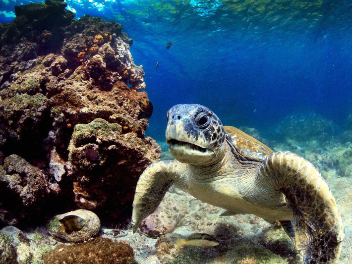Quần đảo Galapagos, Thái Bình Dương có nguy cơ biến mất bởi hậu quả của việc có quá nhiều khách du lịch nước ngoài và các loài xâm thực đang đe dọa hệ sinh thái và các sinh vật bản địa.