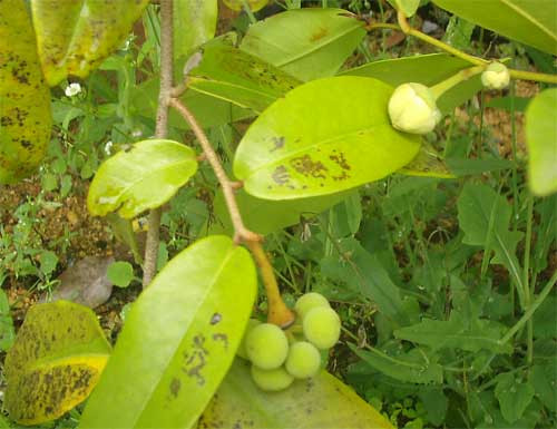 Đem tất cả các vị thuốc này phơi khô và ngâm với rượu trắng khoảng 30 ngày và uống. Nếu có thời gian ngâm càng lâu càng tốt. Ảnh: Blog cây thuốc.