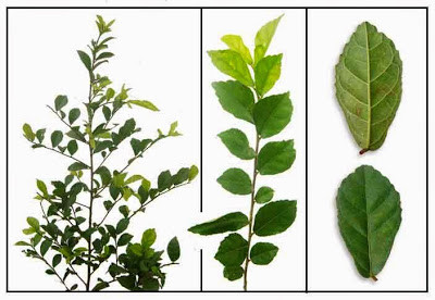 Chữa sâu răng: Vỏ duối sắc đặc ngậm. Hoặc vỏ duối, củ gấu, hai vị bằng nhau, ngâm rượu trong 1-2 tuần. Sau đó tẩm vào bông rồi đặt vào chỗ sưng, đau.