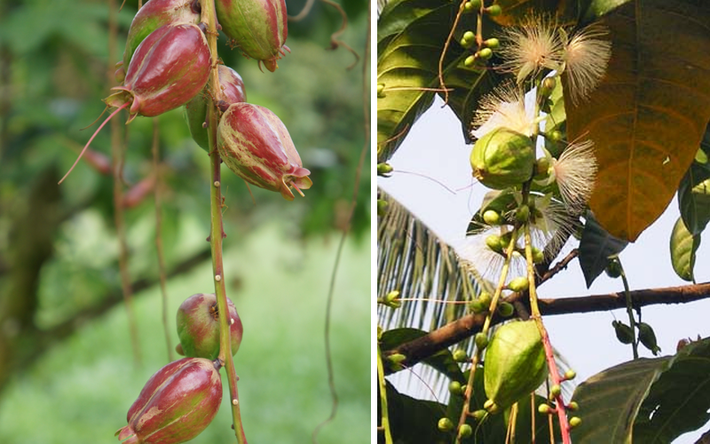Hạt lộc vừng giã ra thêm bột và dầu, dùng trị tiêu chảy hoặc trị các cơn đau bụng rất công hiệu.