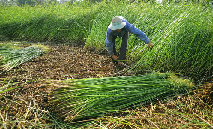 Trên đây là một số bài thuốc từ cây cói chữa bệnh mà mọi người có thể tham khảo và áp dụng trong cuộc sống hàng ngày khi cần thiết. Ảnh: Chiếu cói Nga Sơn.
