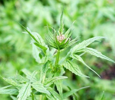 Vào thế kỷ 16, người ta đã sử dụng bài thuốc an thần từ cây nữ lang để điều trị chứng căng thẳng, đau đầu và hiện tượng đánh trống ngực ở con người.