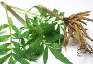 Cây nữ lang còn có tác dụng ức chế, tiêu diệt một số loại vi khuẩn và vi rút giúp kháng viêm hiệu quả.