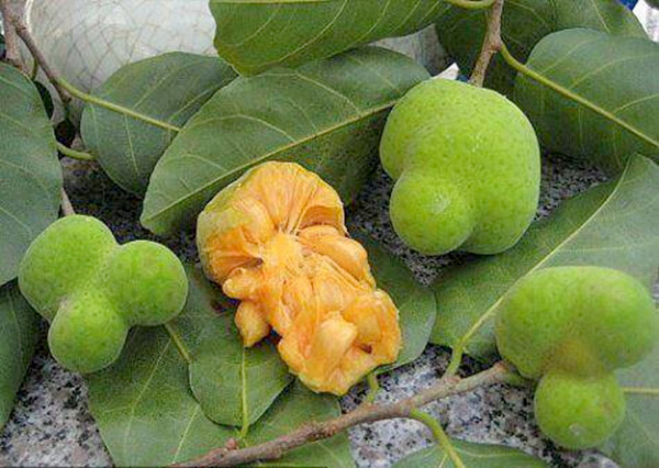 Qủa chay thường có nhiều ở làng quê Việt. Chay chín có màu vàng đậm pha đỏ, ăn có vị chua ngọt pha lẫn nhau rất ngon miệng. Ảnh: Làng quê Việt.