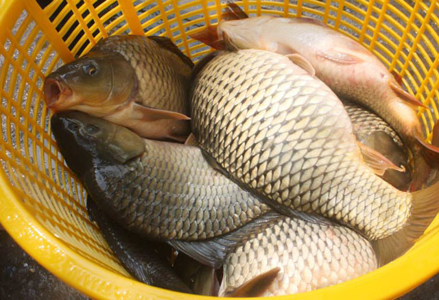Trong y học cổ truyền, vây cá chép cũng có công dụng tốt trong việc chữa trị bệnh.