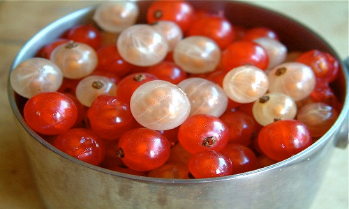 Qủa duối dại, hút mật hoa dâm bụt, ăn quả trứng cá bờ rào là những món hoa quả dại mà trẻ con thời xưa thích mê. Ảnh: Báo mới.
