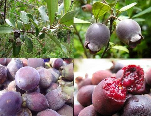 Quả sim rừng: Đây là loại quả ưa thích quen thuộc của trẻ con miền núi nhiều năm trước. Ảnh: Báo mới.
