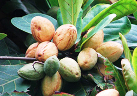 Không chỉ ăn bàng chín, người ta còn thích chặt và ăn hạt bàng. Ảnh: Báo mới.