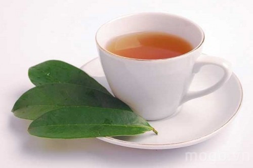 Trà mãng cầu xiêm còn được sử dụng trong điều trị các bệnh túi mật, cải thiện tiêu hóa ở bệnh nhân ung thư bị táo bón và tiêu hóa kém.