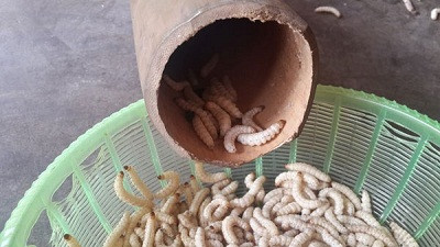 Từ sâu tre, có thể làm món xào, chiên, băm chả… thậm chí cả nấu canh. Vị béo của sâu lẫn trong gia vị, cách tẩm ướp đặc biệt của người dân tại A Lưới khiến sâu tre càng thêm thơm ngon, hấp dẫn. Ảnh: Dân Việt.