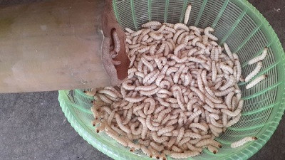 Có 2 kiểu chế biến sâu tre. Một là đem phơi khô trước khi chế biến. Hai là luộc qua, rồi chờ sâu cứng lại trước khi nấu. Ảnh: Zing.