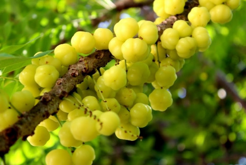 Loại cây này thường phù hợp với thời tiết ở miền nhiệt đới. Khu vực Miền Nam nước ta là nơi có nhiều loại cây này nhất.